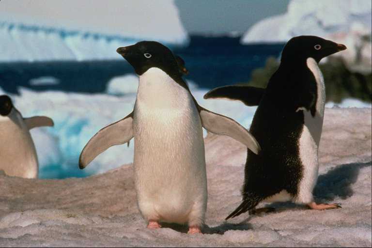 Когда выйдут пингвины моей мамы. Похож на пингвина. Пингвин подросток. Пингвины моей мамы. Походка пингвина.